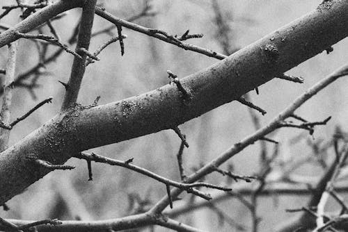 Foto d'estoc gratuïta de branques d'arbre, escala de grisos, monocrom