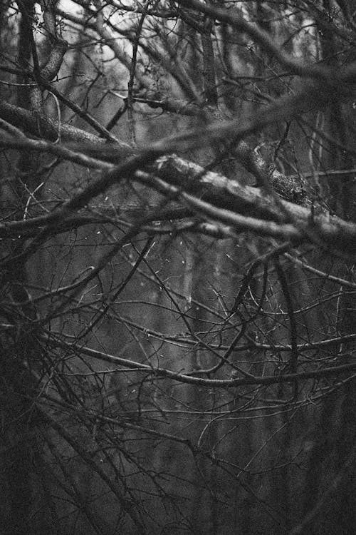 Grayscale Photo of Tree Branches