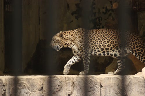 Foto d'estoc gratuïta de gat gran, lleopard