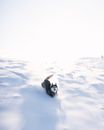 Husky Dog Enjoying Run in Fresh White Snow