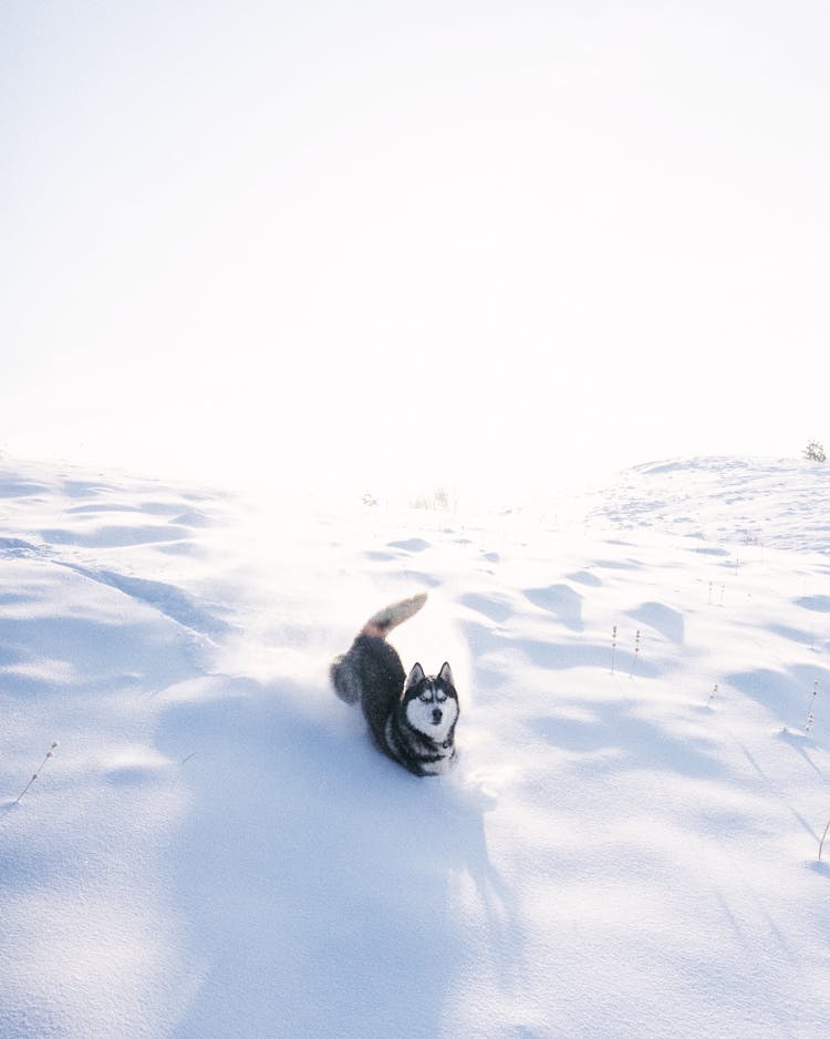 Husky Dog Enjoying Run In Fresh White Snow