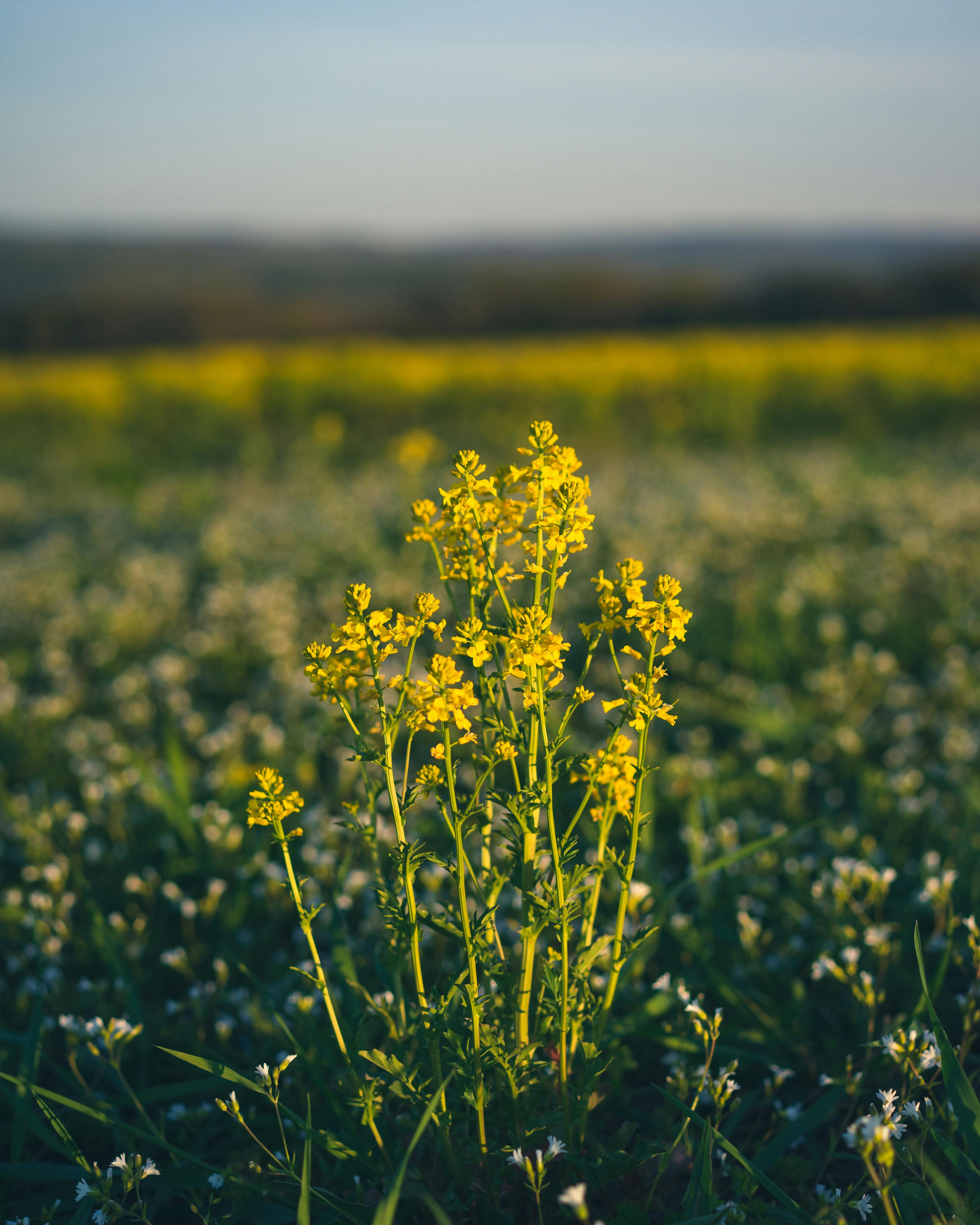 দুবাইয়ের মরুভূমিতে তারার নিচে এক অসাধারণ ওভারনাইট সাফারি দুবাই ক্যাম্পসাইটের দৃশ্য