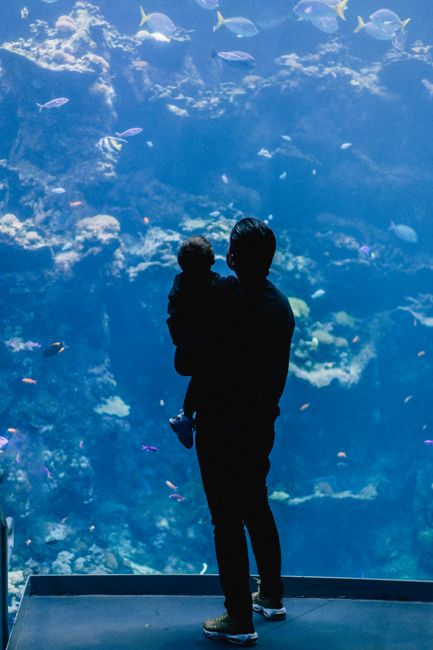 Silhouette of father and child enjoying a serene moment at an aquarium.