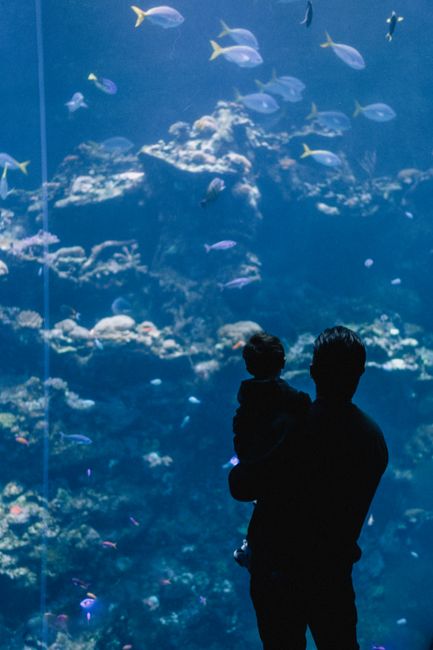 Silhouette of a father holding child watching fish in an aquarium in San Francisco.