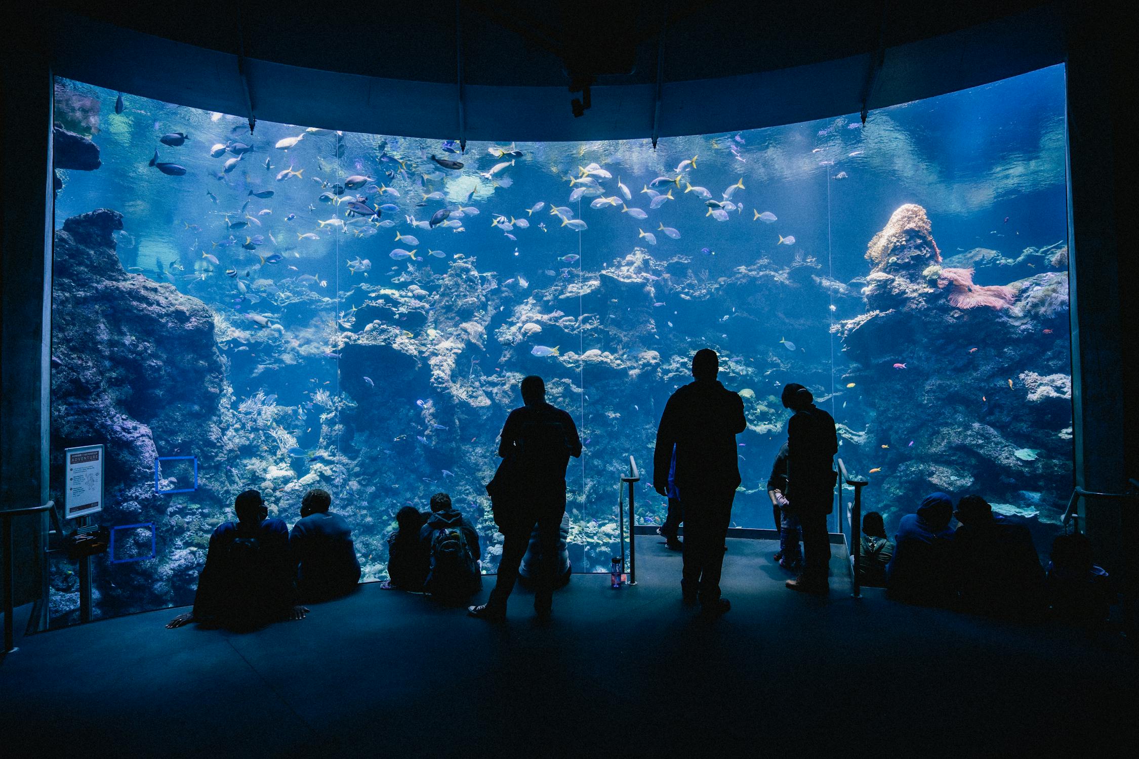 People viewing fish in an aqaurium