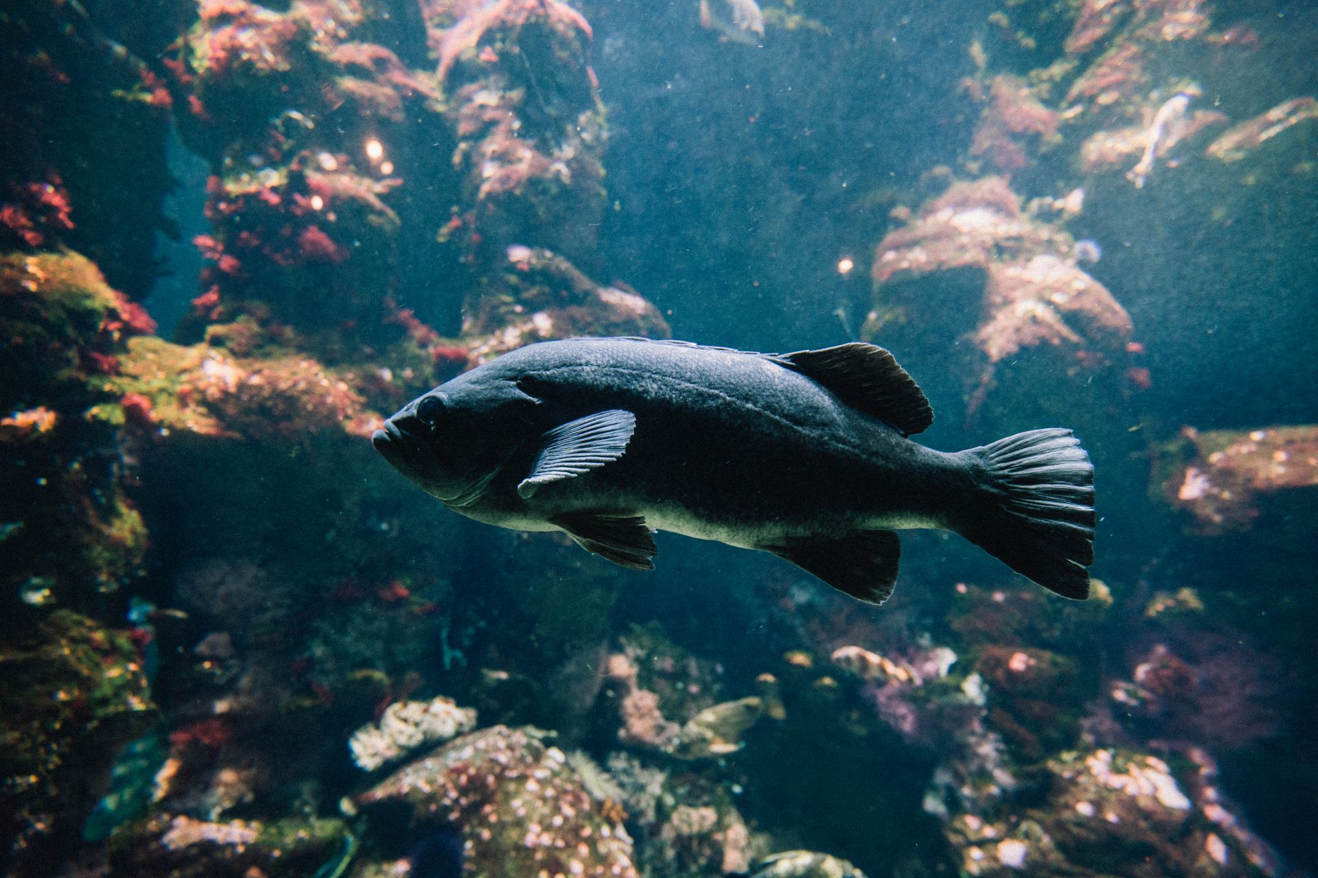 Underwater at Agdenes Wreck