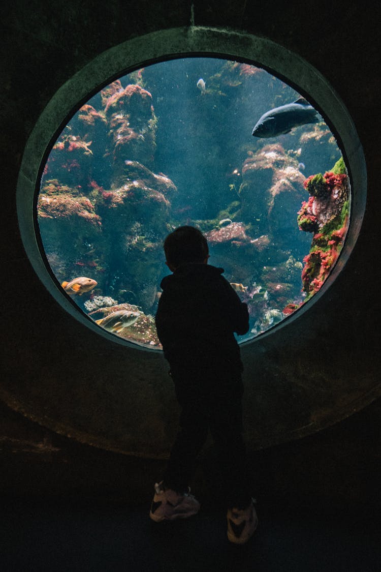 Boy Looking Into An Aquarium