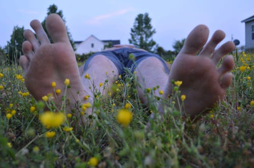 Gratis lagerfoto af afslappende, afslappet, baghave