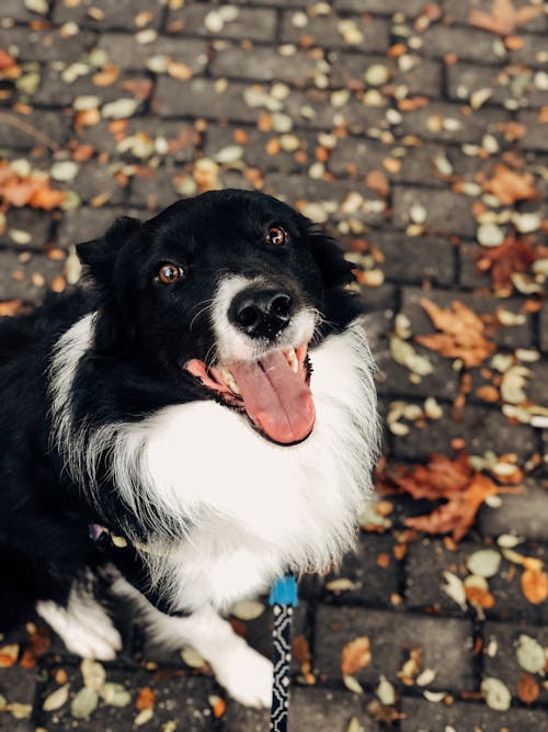 Foto stok gratis anjing peliharaan, binatang lokal, Daun-daun