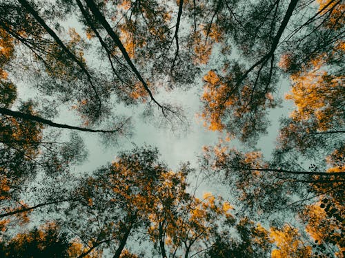 Kostenloses Stock Foto zu bäume, holz, low-angle-shot