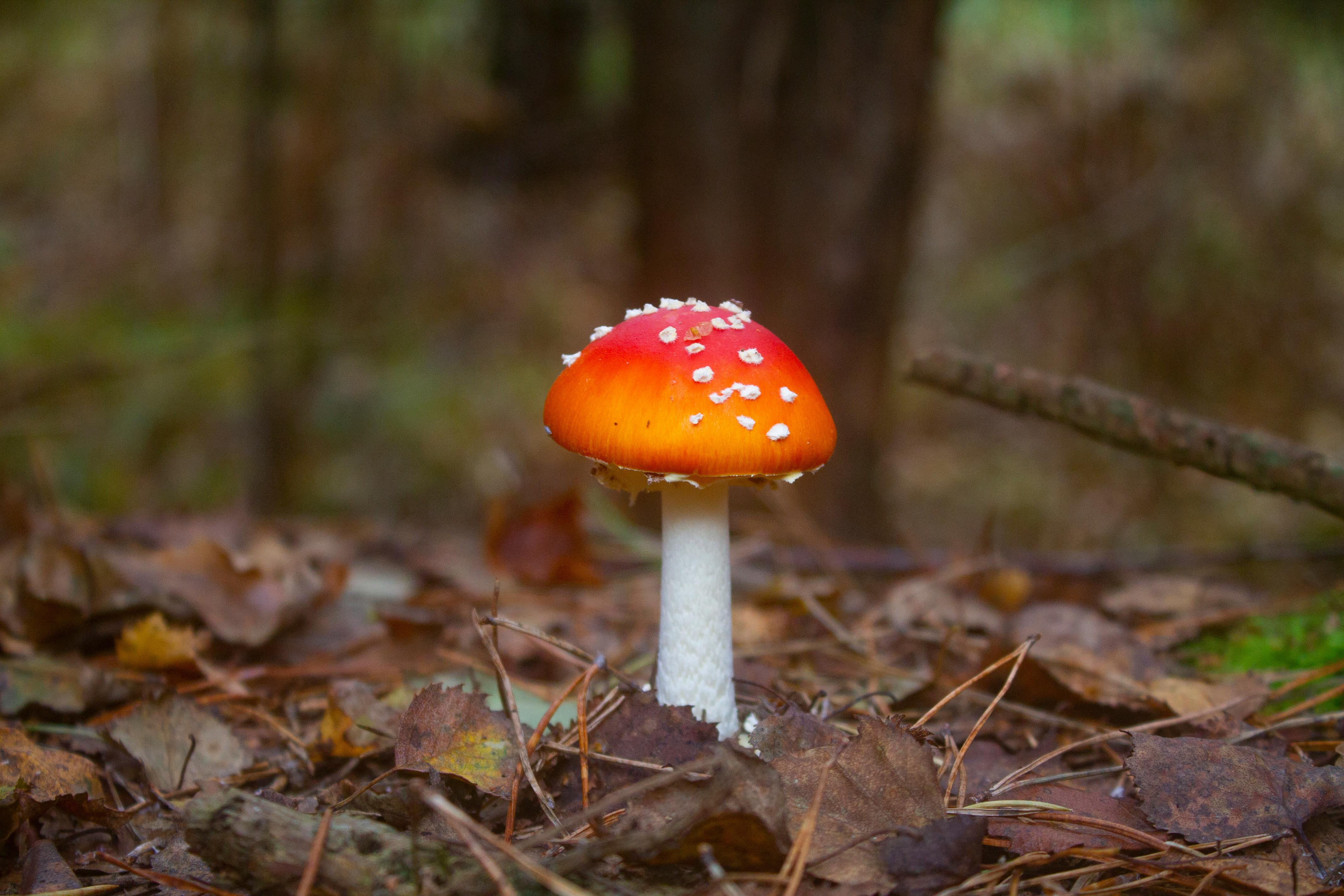 30,000+ Best Mushroom Forest Photos · 100% Free Download · Pexels Stock ...