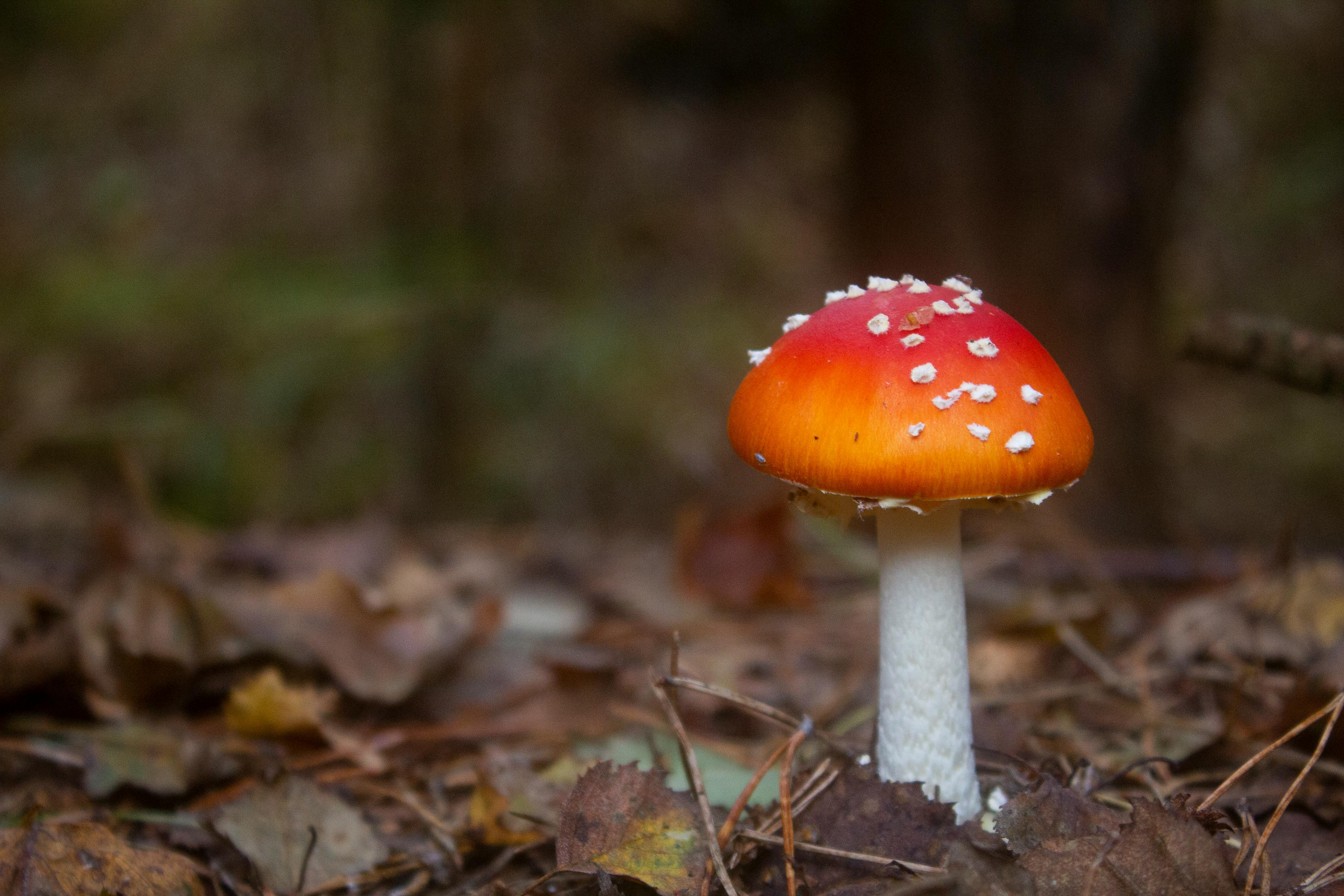 Wild Poisonous Mushroom Growing on the Ground · Free Stock Photo