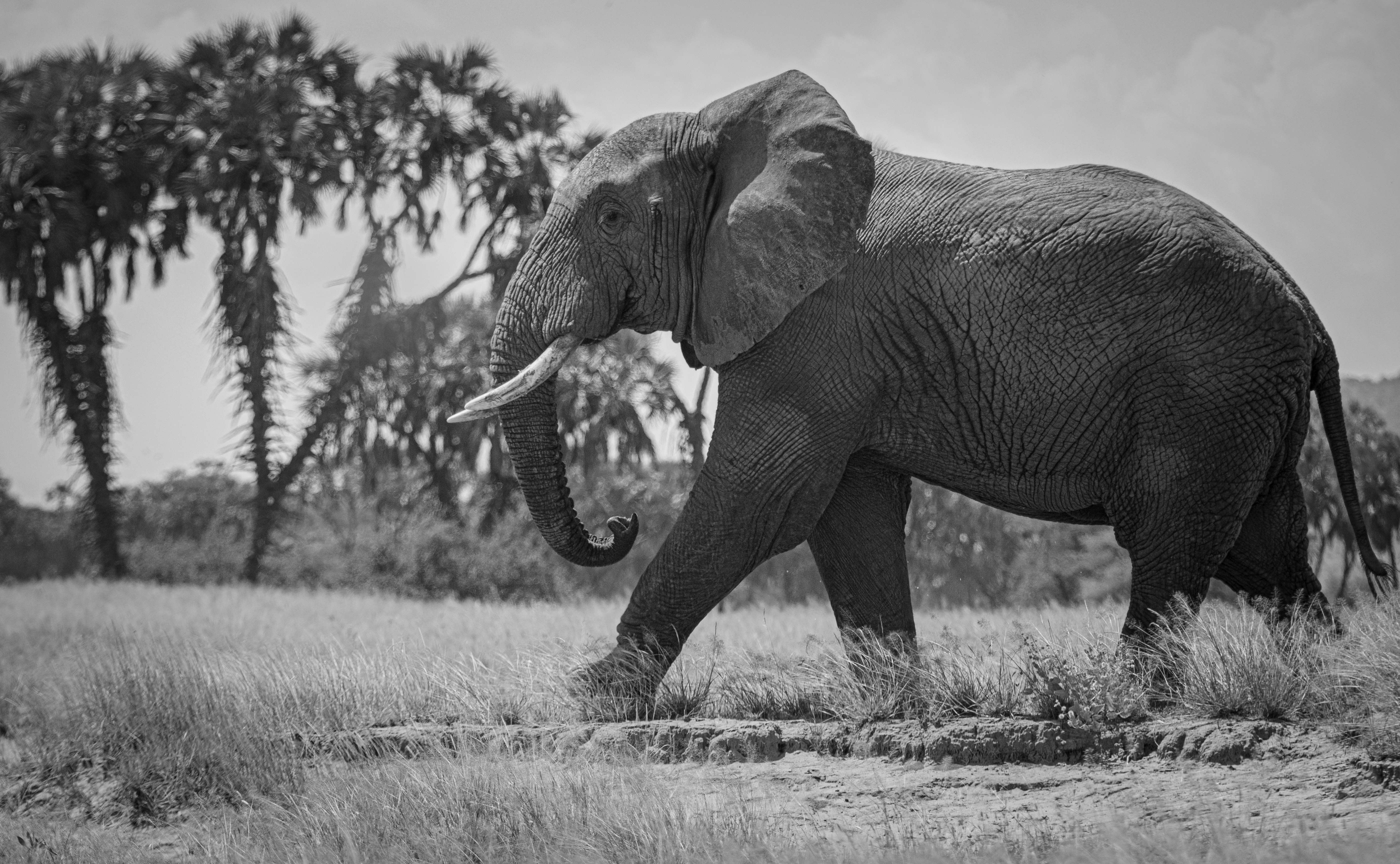 Researchers Uncover How African Elephants Use Infrasound for Long-Distance Communication