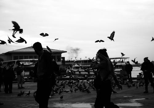 Black and White Photo of People and Pigeons in a Harbour