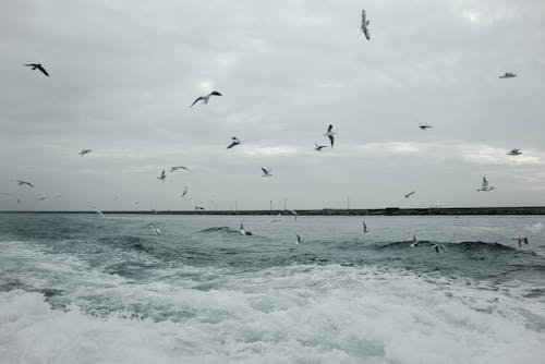 Birds Flying over the Sea