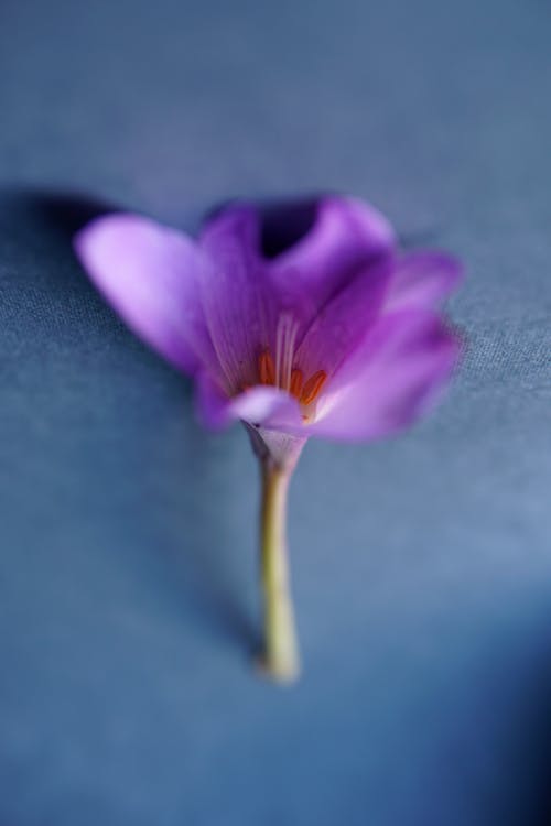 Close-Up Shot of Purple Crocus