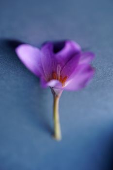 Image by BREAKS OUT