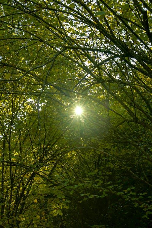 Free stock photo of autumn forest, beautiful nature, bright sun