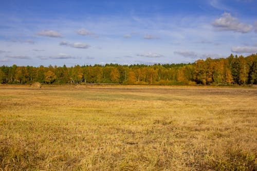 Meadow and Forest Autumn Landscape