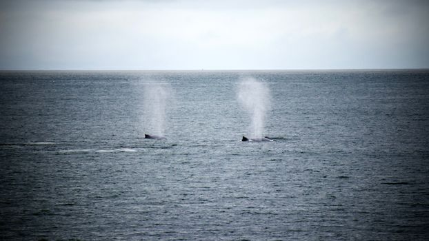 Two whales gracefully spouting in the calm ocean near Iceland, a serene marine scene.