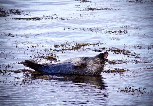 A harbor seal yawning and resting on seaweed in Icelandic waters during winter.