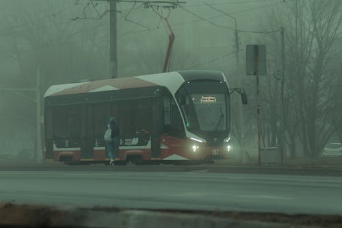 Ingyenes stockfotó fák, gyalogló, háttérkép témában