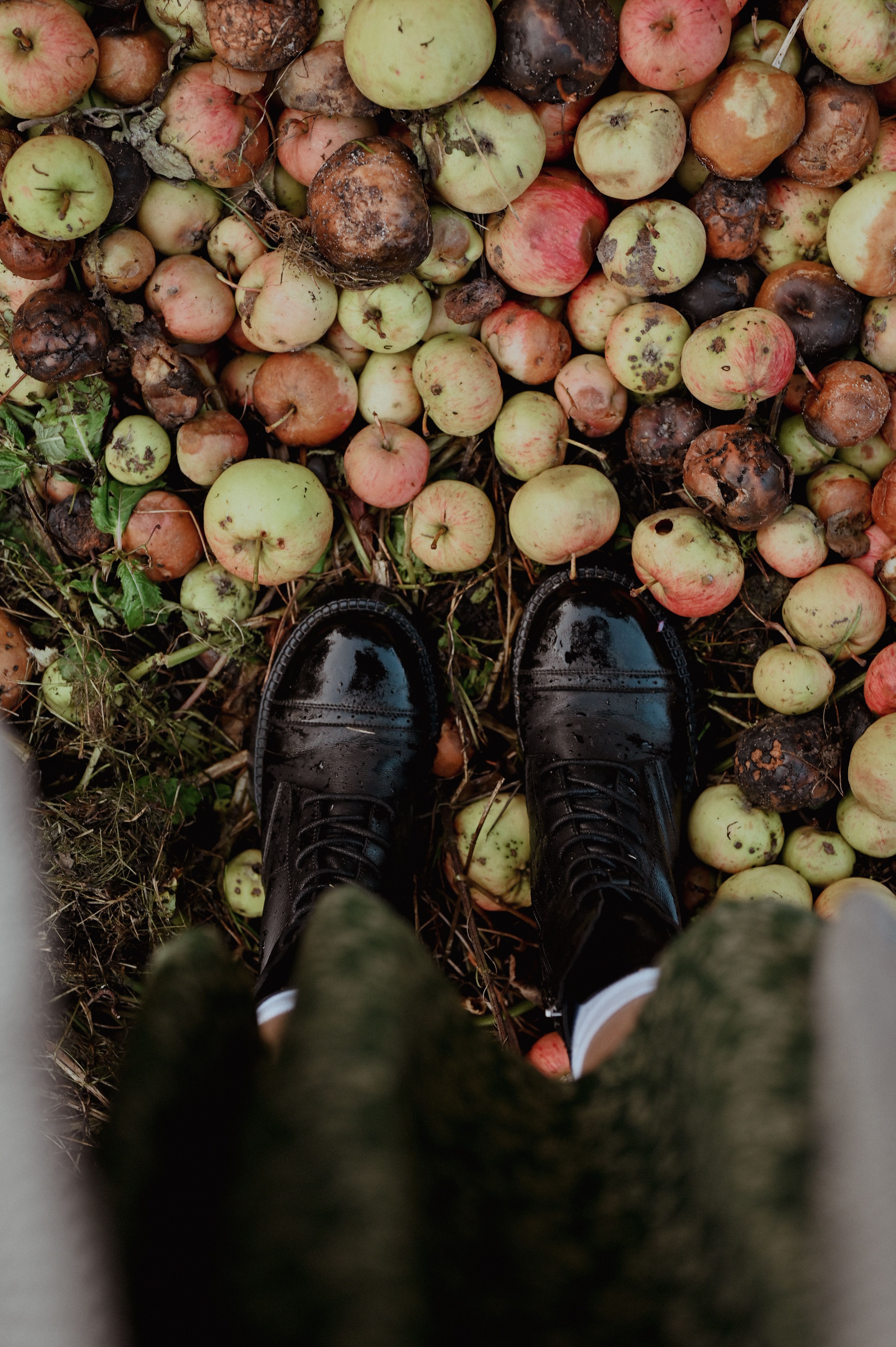 Black shoes standing on overripe apples in an autumn setting, viewed from above.