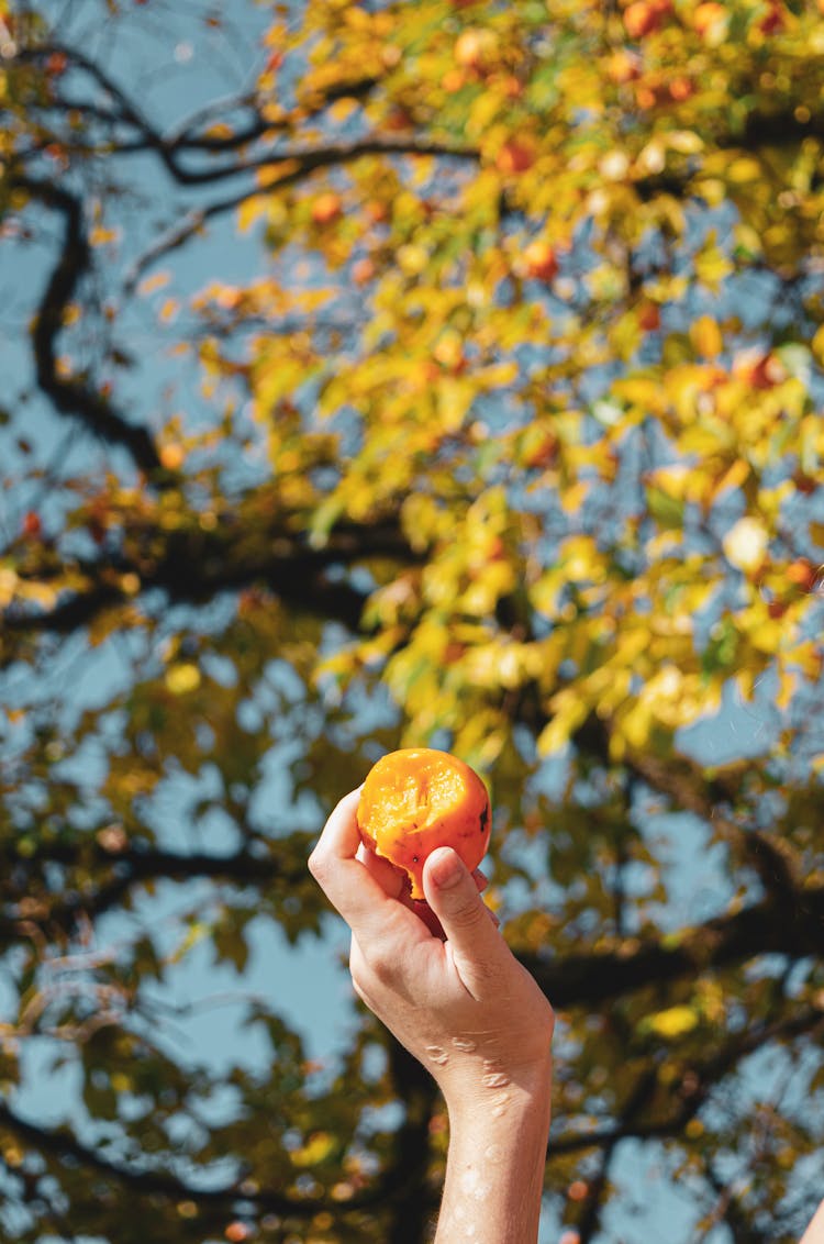 Hand Holding A Bitten Persimmon Fruit