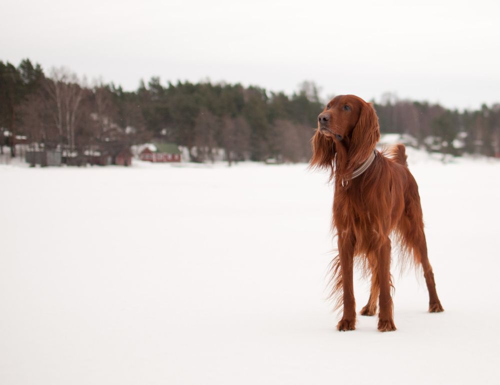 Irish Setter, photo 4
