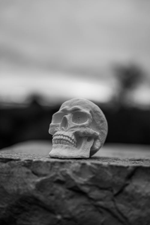Grayscale Photo of a Skull