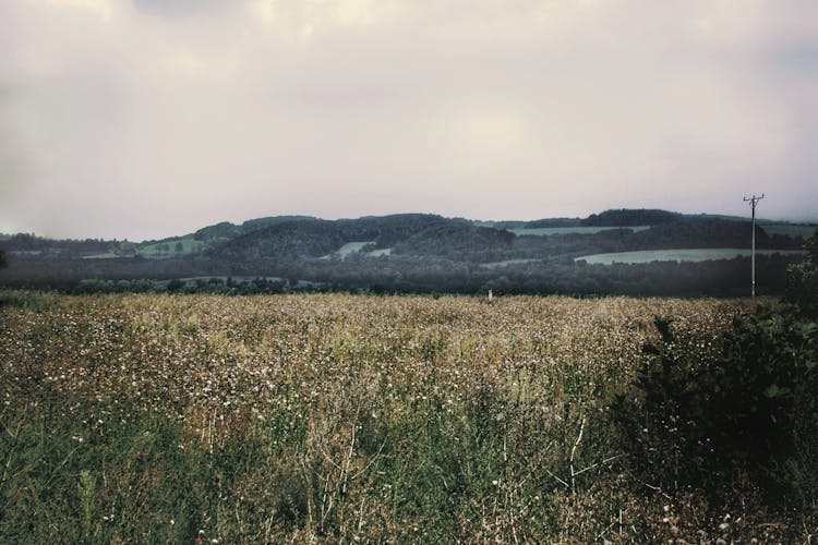 Meadow And Fields On Hills