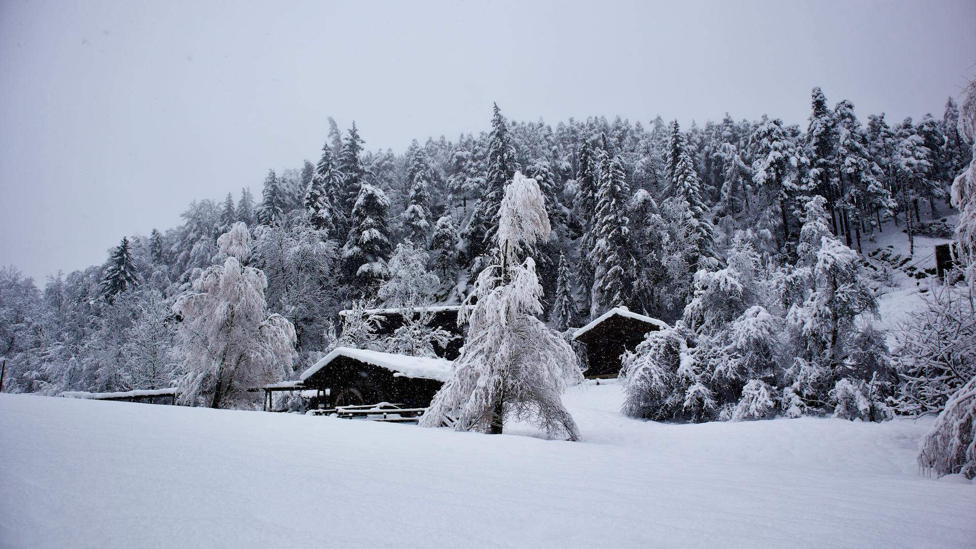 A serene view of a wooden cabin nestled in a snow-covered forest in Tirol during winter.