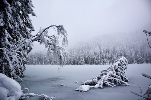 Free A Frozen Lake near the Snow Forest Stock Photo