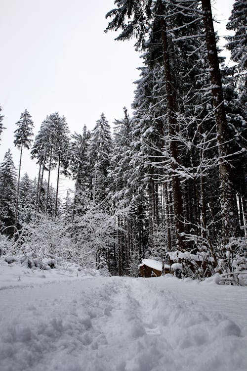 Foto profissional grátis de árvores, chão coberto de neve, com frio