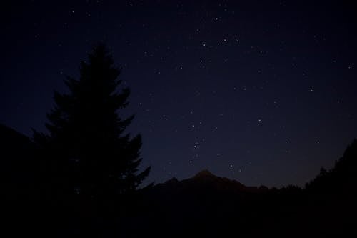 Foto d'estoc gratuïta de arbre, cel clar, estrelles