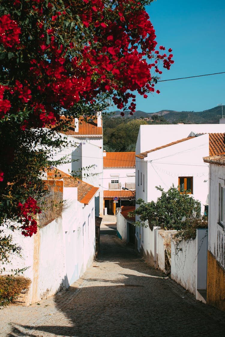 Flowers Over Narrow Street