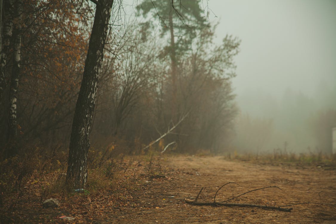 Autumn Forest on Foggy Day