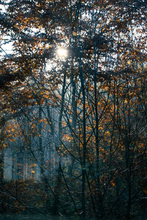 Free Serene capture of sunlight filtering through autumnal trees with golden leaves in a peaceful forest. Stock Photo