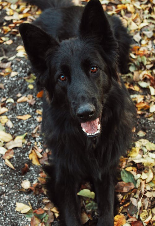 Fotobanka s bezplatnými fotkami na tému čierny pes, domáce zviera, domáci