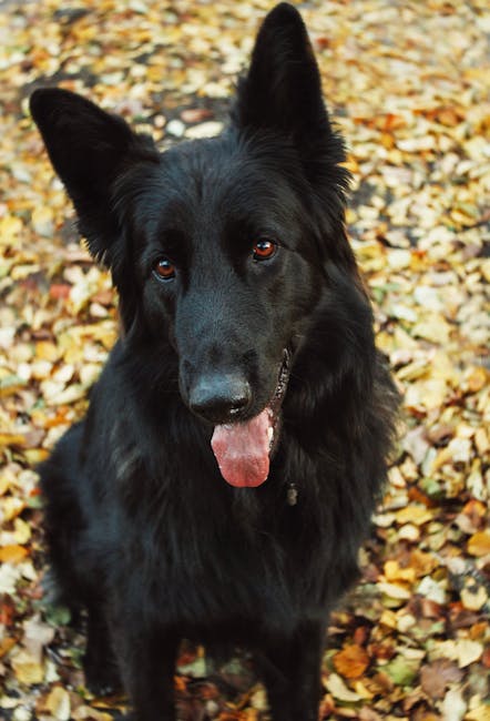 Belgian Sheepdog - Large Herding dog