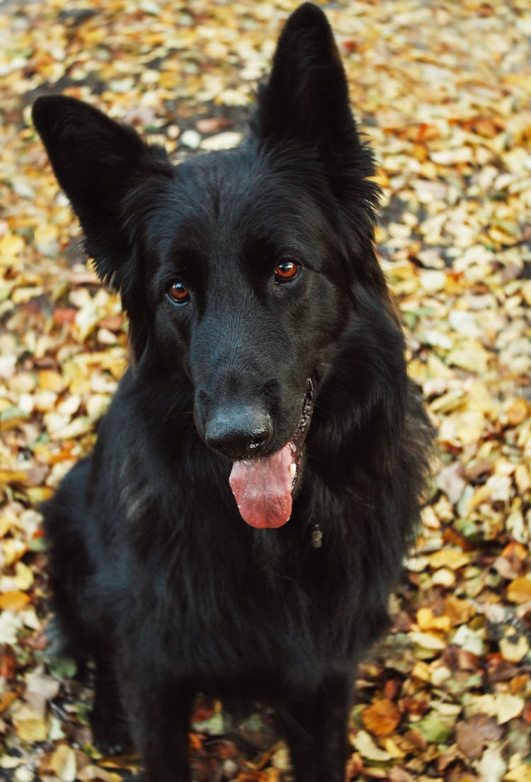 A Belgian Sheepdog