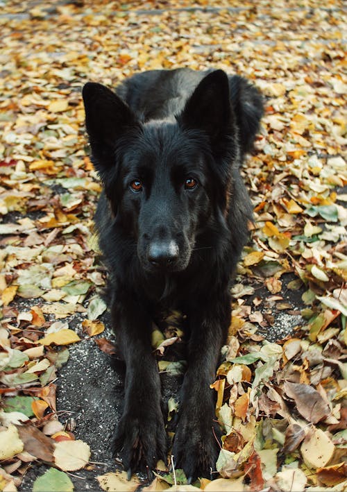 belgian shepherd border collie mix