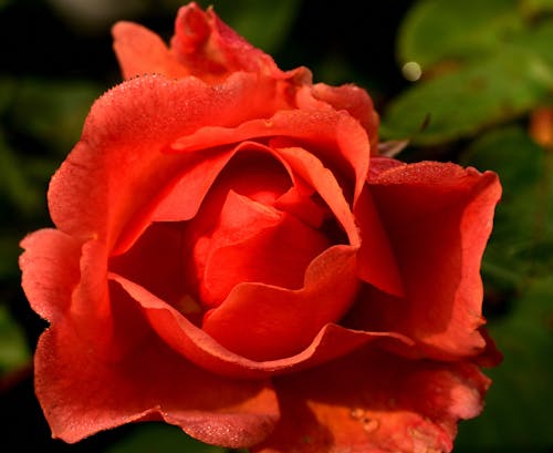 A Close-up Shot of a Red Rose with Dew