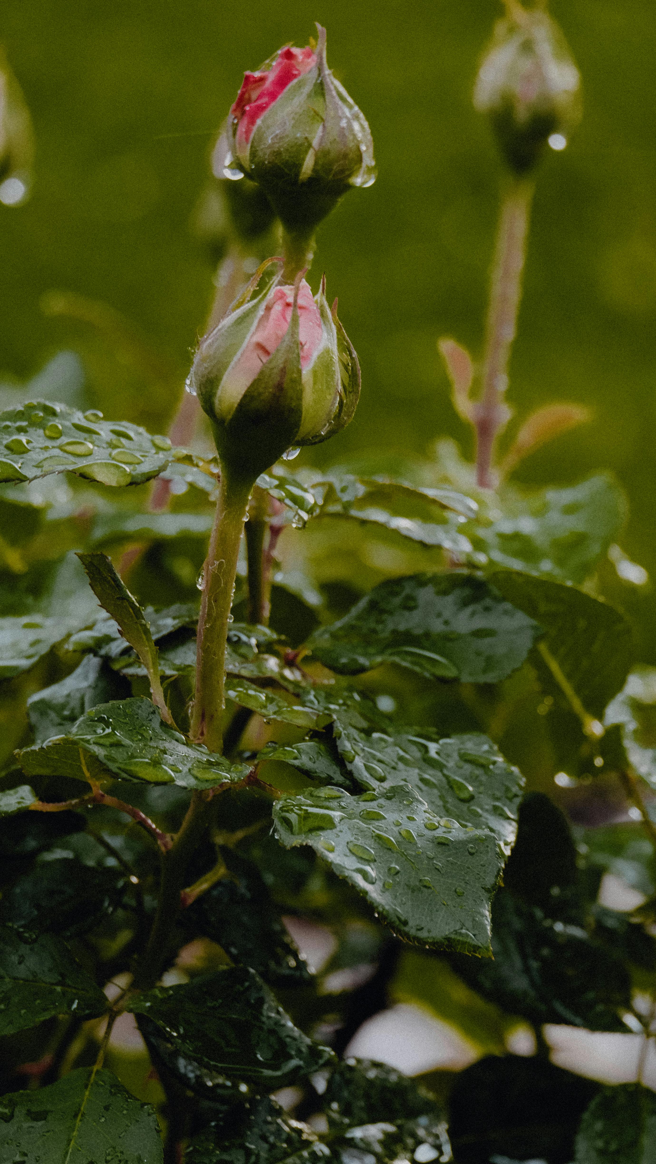 Close-up of Wet Pink Rose Buds · Free Stock Photo