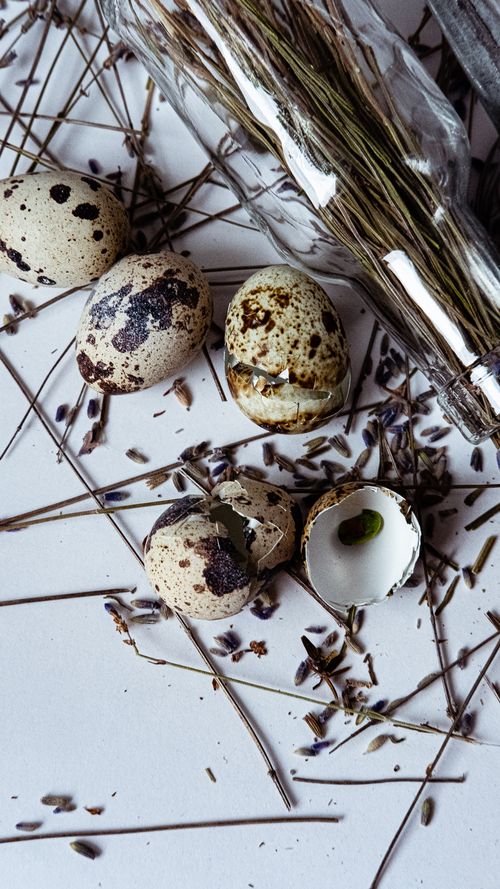Free Quail eggs with botanicals on a light background, featuring shells and dried lavender. Stock Photo