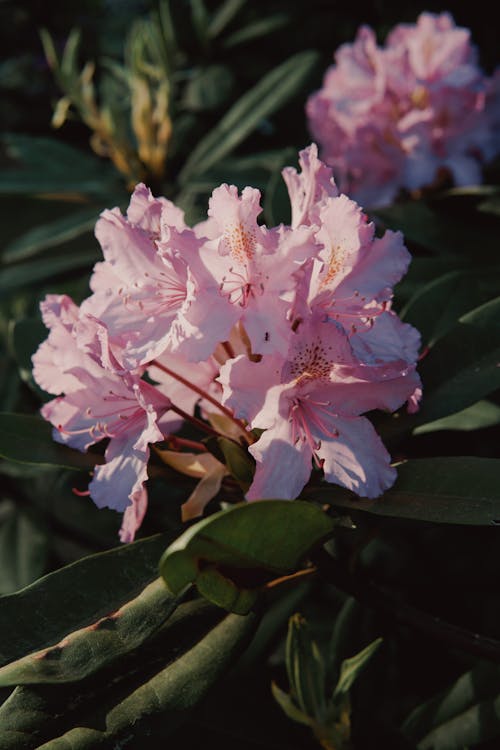 Close-Up Shot of Pink Flowers