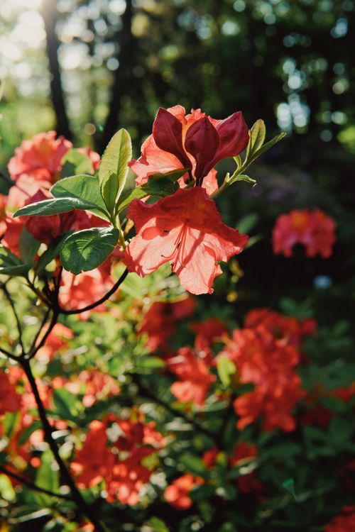 Free Beautiful red azaleas blooming under sunlight in a Minsk garden, showcasing spring's natural allure. Stock Photo