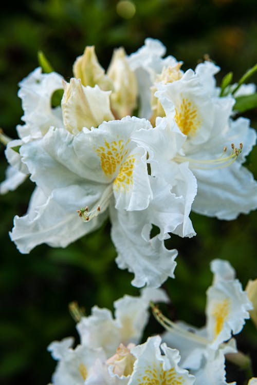 Close Up Photo of White Flowers in Bloom