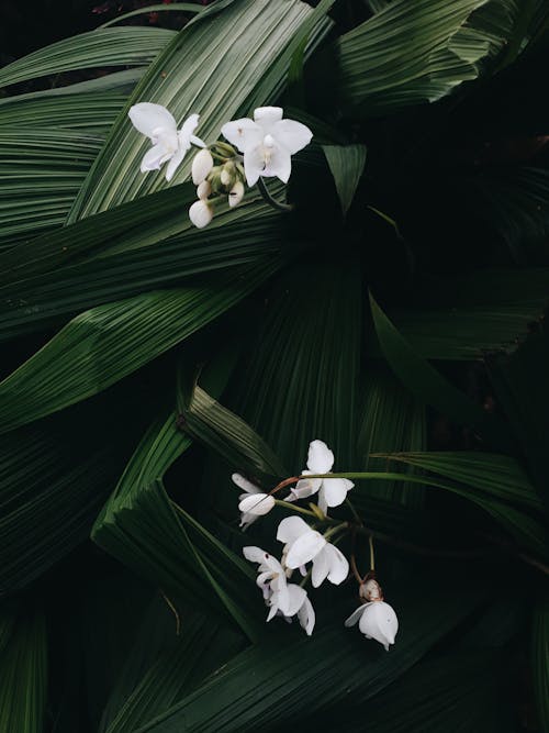Beyaz çiçek, bitki, bitkibilim içeren Ücretsiz stok fotoğraf
