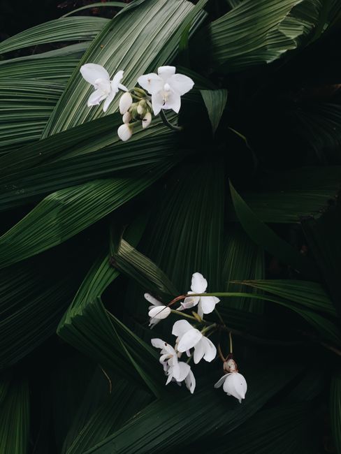 Close-up of white orchids blooming amidst lush, dark green leaves in a serene setting.